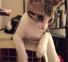 [picture of Izzy, a Domestic Short Hair tabby/white\ cat] 