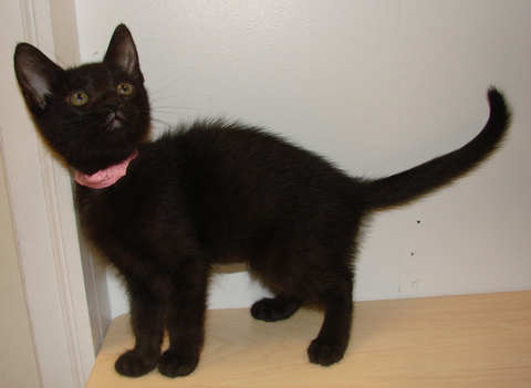 [another picture of Ducky, a Domestic Short Hair black\ cat] 
