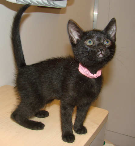 [picture of Ducky, a Domestic Short Hair black\ cat] 