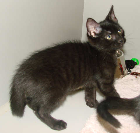 [another picture of Petrie, a Domestic Short Hair black\ cat] 