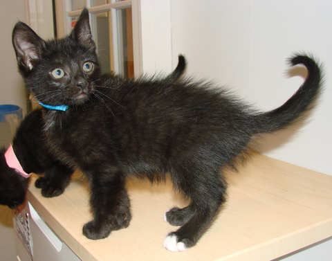 [another picture of Littlefoot, a Domestic Short Hair black/white\ cat] 