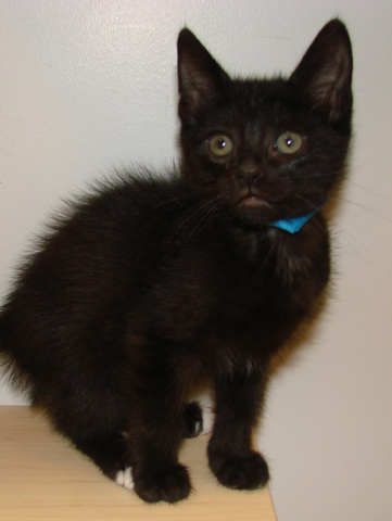 [picture of Littlefoot, a Domestic Short Hair black/white\ cat] 