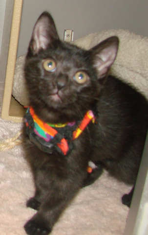 [another picture of Cera, a Domestic Short Hair black\ cat] 