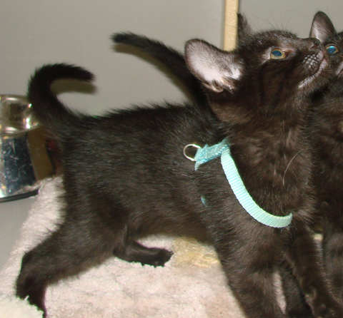 [another picture of Spike, a Domestic Short Hair black\ cat] 