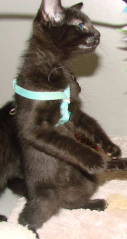 [picture of Spike, a Domestic Short Hair black\ cat] 