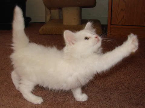 [another picture of Snowball, a Domestic Long Hair white\ cat] 