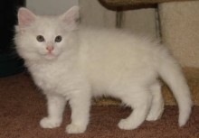 [picture of Snowball, a Domestic Long Hair white\ cat] 