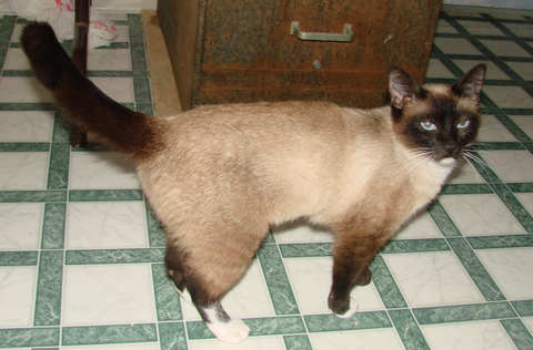 [another picture of China, a Siamese/Domestic Short Hair-x chocolate point\ cat] 