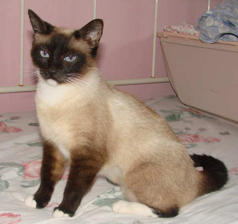 [picture of China, a Siamese/Domestic Short Hair-x chocolate point\ cat] 