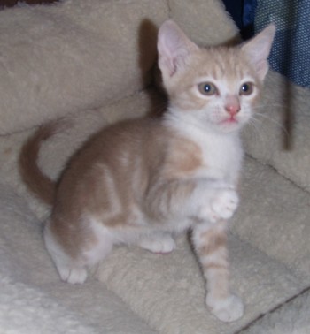 [picture of Garfield, a Domestic Short Hair orange tabby/white\ cat] 