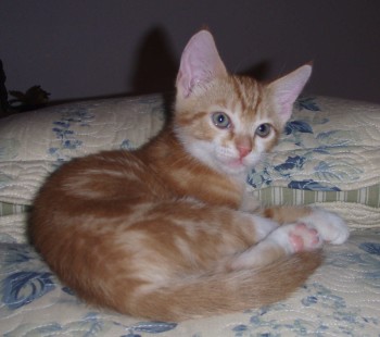 [picture of Angel, a Domestic Short Hair orange tabby/white\ cat] 