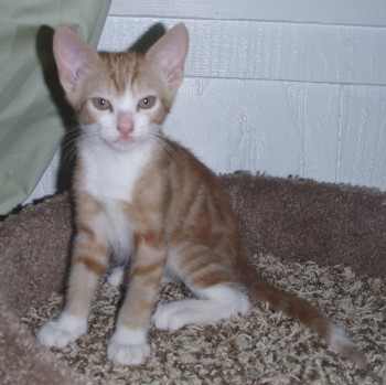 [picture of Tiny, a Domestic Short Hair buff tabby/white\ cat] 