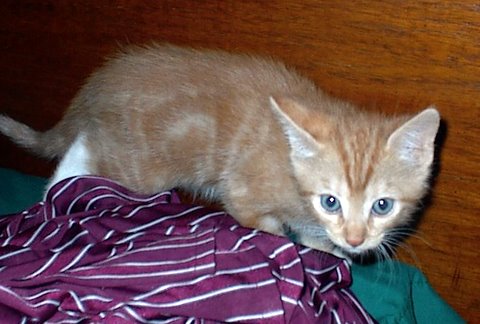 [picture of Flora, a Domestic Short Hair orange classic tabby/white\ cat] 