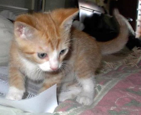 [another picture of Fauna, a Domestic Short Hair orange classic tabby/white\ cat] 