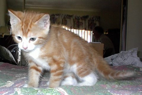 [picture of Fauna, a Domestic Short Hair orange classic tabby/white\ cat] 