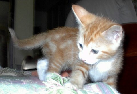 [another picture of Fred, a Domestic Short Hair orange mackeral tabby/white\ cat] 