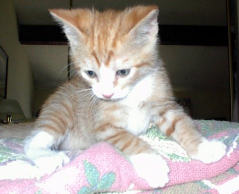 [picture of Fred, a Domestic Short Hair orange mackeral tabby/white\ cat] 