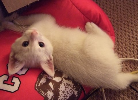 [another picture of Jasper, a Domestic Short Hair white\ cat] 