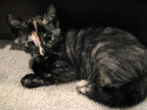[another picture of Sandy, a Domestic Short Hair tortoiseshell\ cat] 