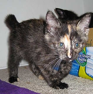 [picture of Sandy, a Domestic Short Hair tortoiseshell\ cat] 