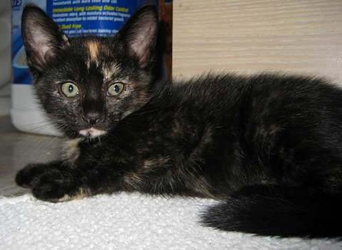 [another picture of Dusty, a Domestic Short Hair tortoiseshell\ cat] 
