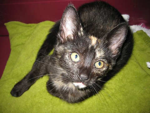[picture of Dusty, a Domestic Short Hair tortoiseshell\ cat] 
