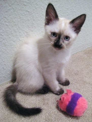 [another picture of Sushi, a Siamese/Domestic Short Hair-x sealpoint\ cat] 