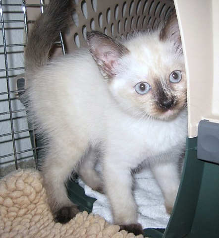 [picture of Sushi, a Siamese/Domestic Short Hair-x sealpoint\ cat] 