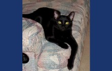 [another picture of Mimi, a Domestic Short Hair black\ cat] 