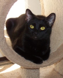 [picture of Mimi, a Domestic Short Hair black\ cat] 