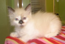 [picture of Ellie AKA Newbie, a Snowshoe/Domestic Medium Hair-x snowshoe\ cat] 