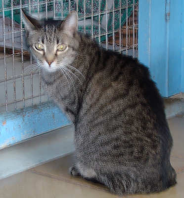 [another picture of Cal, a Domestic Short Hair brown tabby\ cat] 