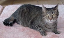 [picture of Cal, a Domestic Short Hair brown tabby\ cat] 