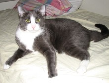 [another picture of Tom AKA Tommie, a Domestic Short Hair gray/white\ cat] 