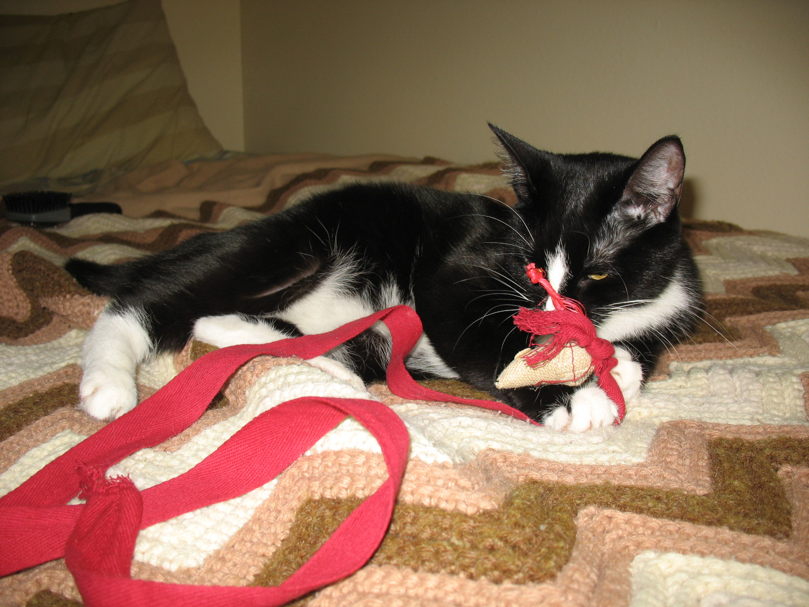 [another picture of Winnie, a Domestic Short Hair black/white\ cat] 