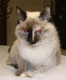 [another picture of Coco, a Siamese/Domestic Short Hair-x calico point\ cat] 