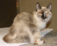 [picture of Coco, a Siamese/Domestic Short Hair-x calico point\ cat] 