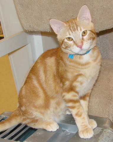 Orange Tabby ADOPTED: #NS03054: Pumpkin