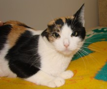 [another picture of Lulu, a Domestic Short Hair calico\ cat] 