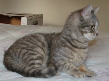 [another picture of Osirus, a Domestic Short Hair gray tabby\ cat] 