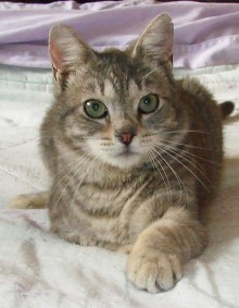 [picture of Osirus, a Domestic Short Hair gray tabby\ cat] 