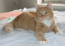 [another picture of Chester, a Domestic Medium Hair orange tabby/white\ cat] 