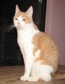 [picture of Annie FKA Lacy, a Domestic Short Hair buff/white\ cat] 