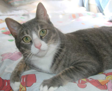 [another picture of Helene, a Domestic Short Hair gray tabby/white\ cat] 