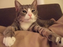 [picture of Helene, a Domestic Short Hair gray tabby/white\ cat] 