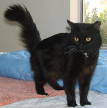 [another picture of Bristle, a Domestic Medium Hair black\ cat] 