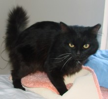 [picture of Bristle, a Domestic Medium Hair black\ cat] 