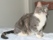 [another picture of Bei Bei, a Domestic Short Hair dilute tortoiseshell/white\ cat] 