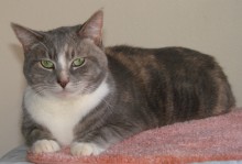 [picture of Bei Bei, a Domestic Short Hair dilute tortoiseshell/white\ cat] 
