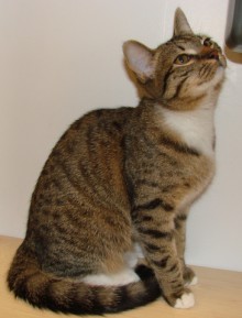 [another picture of Baby AKA Boxing Matilda, a Domestic Short Hair brown tabby\ cat] 